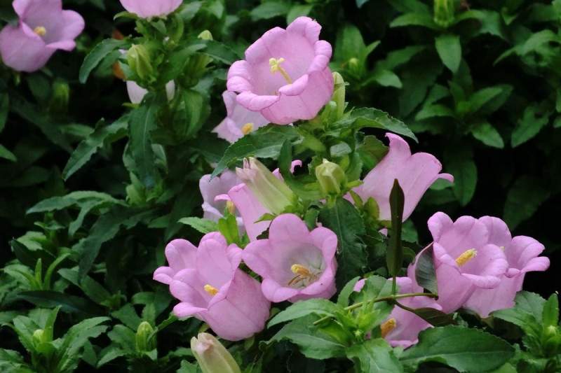 風(fēng)鈴草風(fēng)鈴花