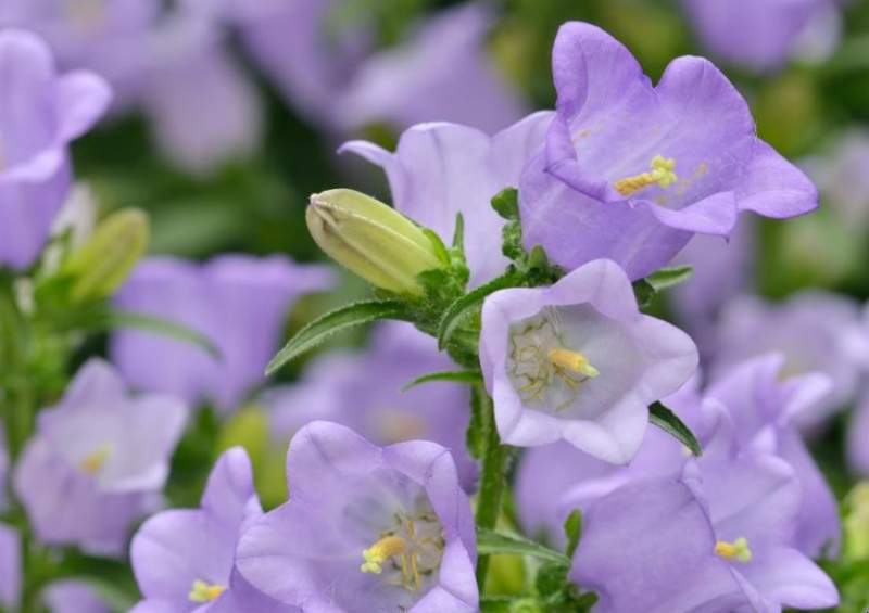 風(fēng)鈴草風(fēng)鈴花