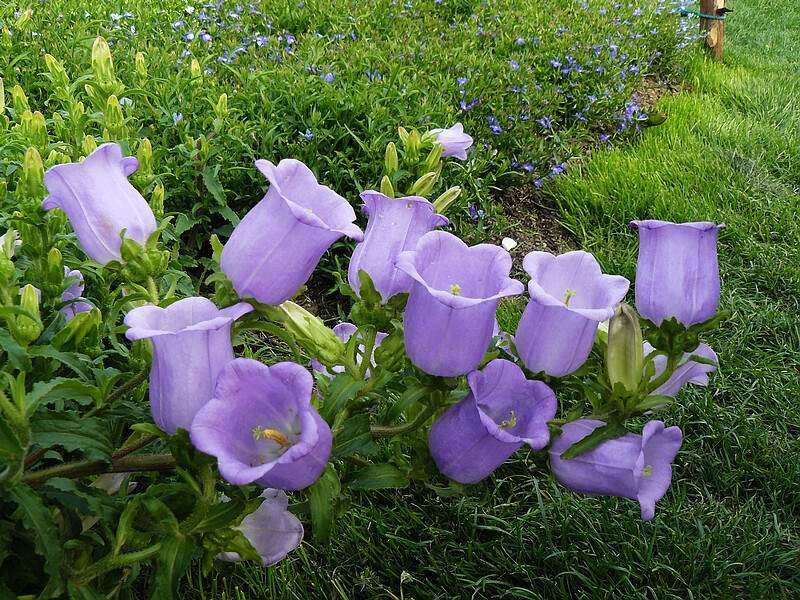 風(fēng)鈴草風(fēng)鈴花