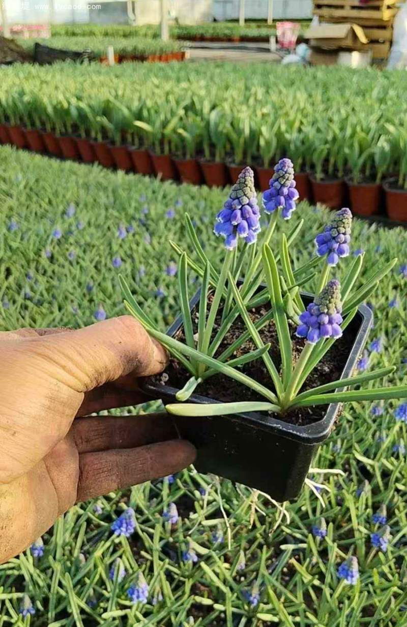 葡萄風(fēng)信子