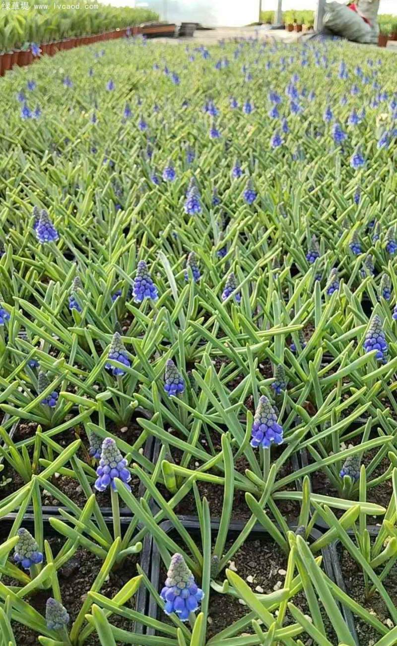 葡萄風(fēng)信子