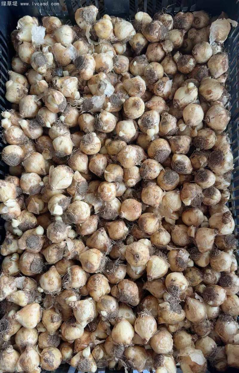 葡萄風(fēng)信子種球種根