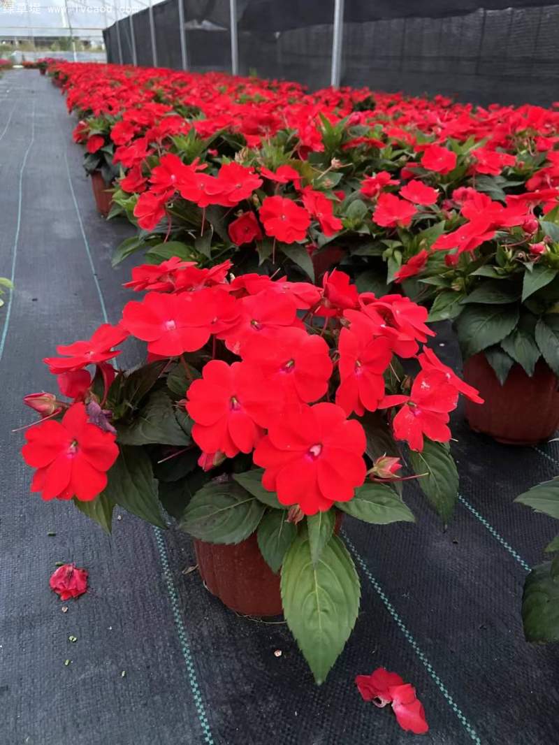 鳳仙花盆栽容器苗