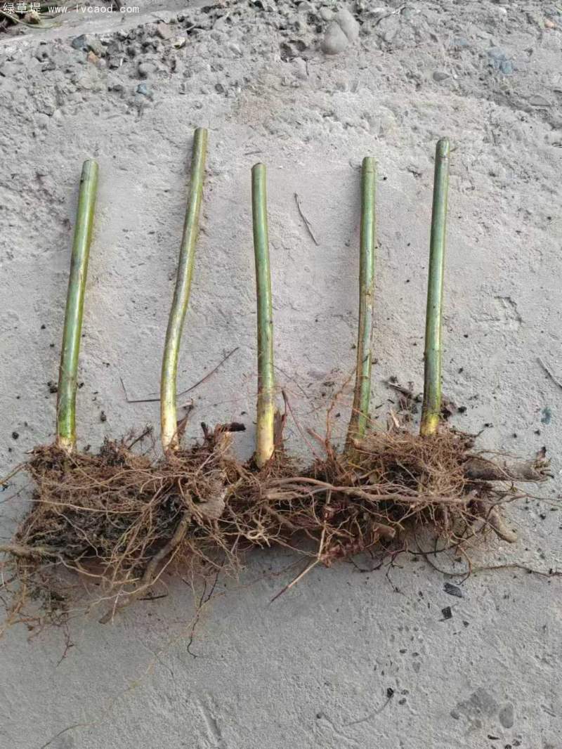 覆盆子樹(shù)桿根系