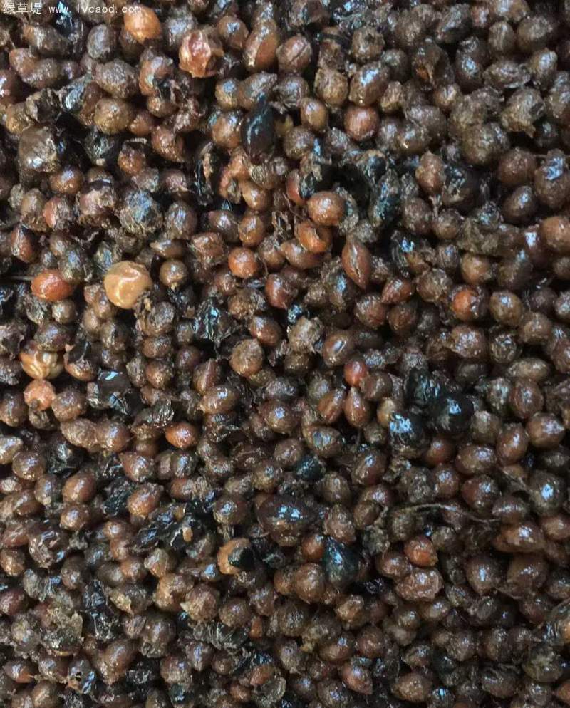 鈣果種子采收過程