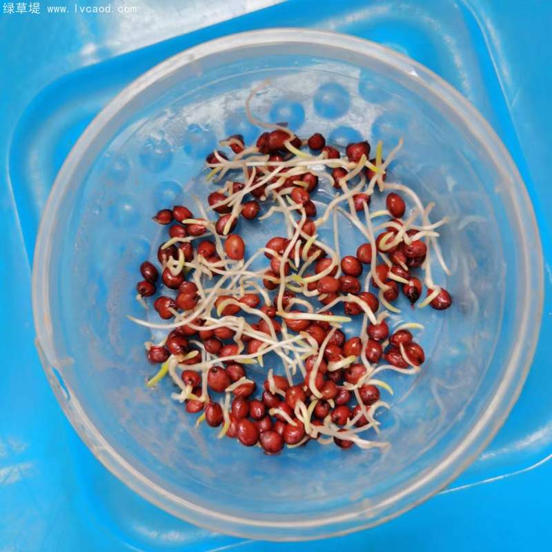 高丹草種子發(fā)芽實驗過程