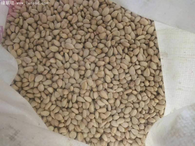 枳殼種子橘子種子野枸橘