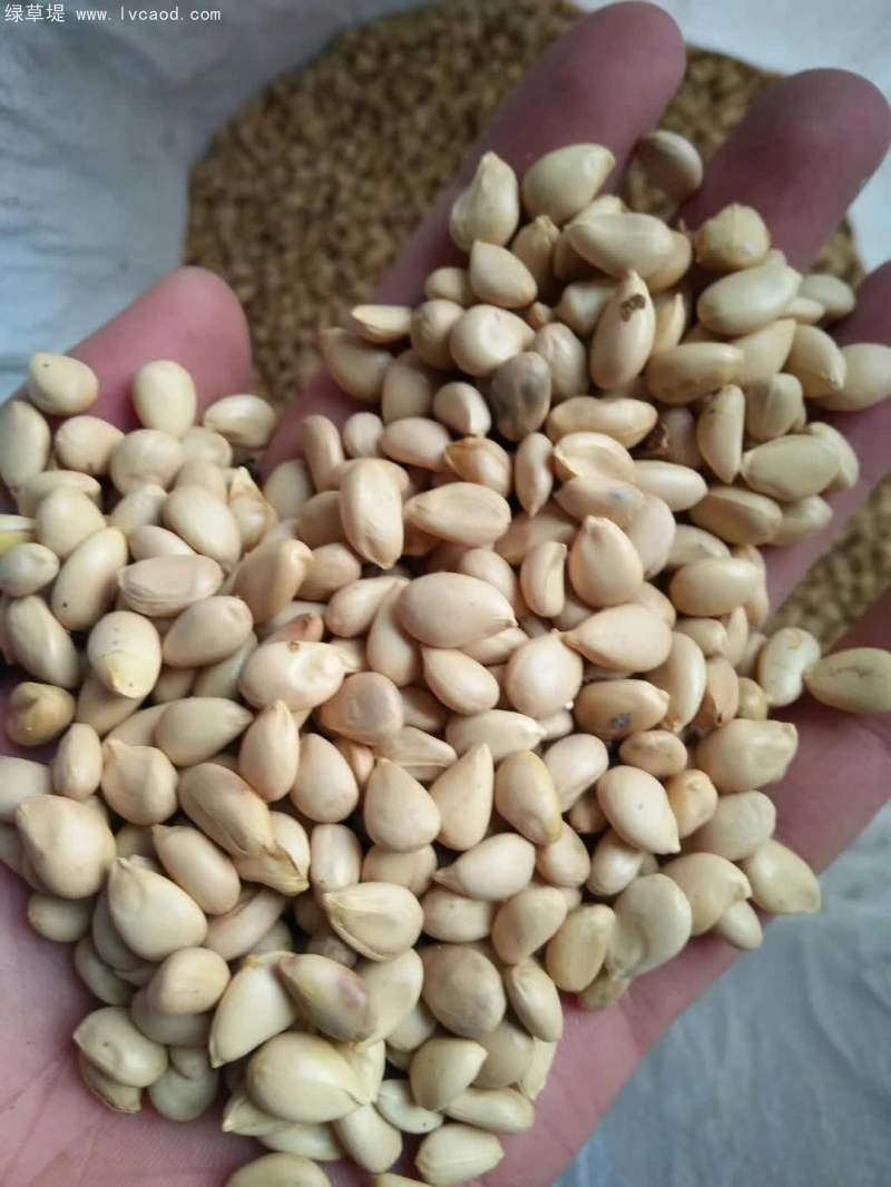 枳殼種子橘子種子野枸橘