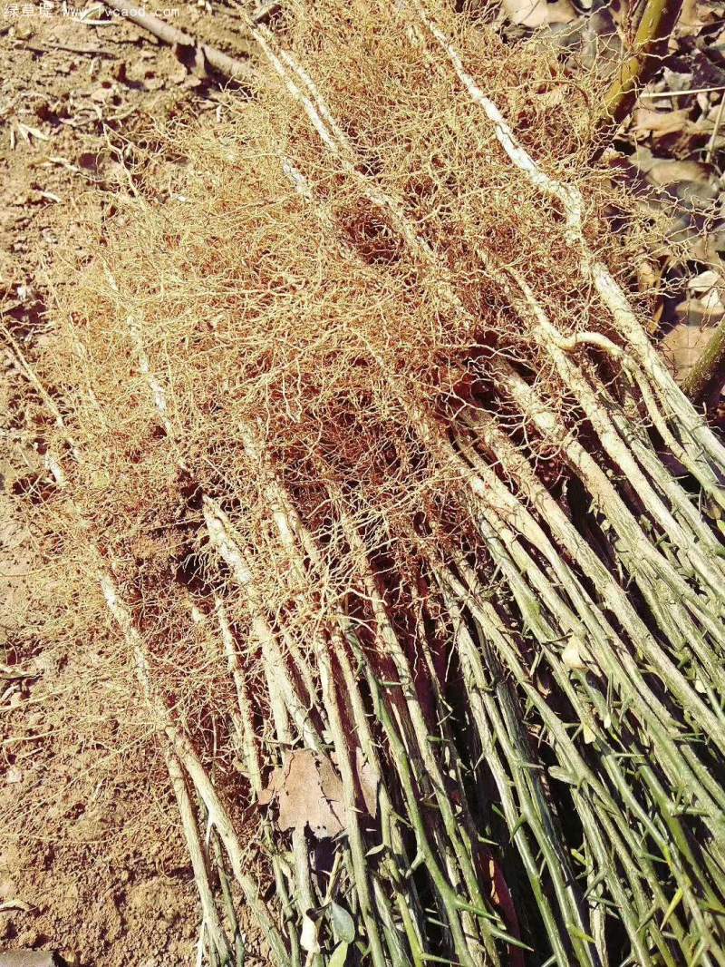 枳殼橘子野枸橘小苗