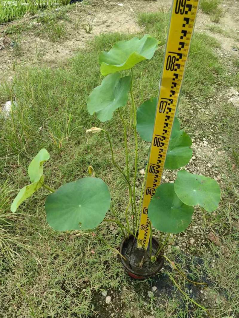 荷花苗荷花盆栽
