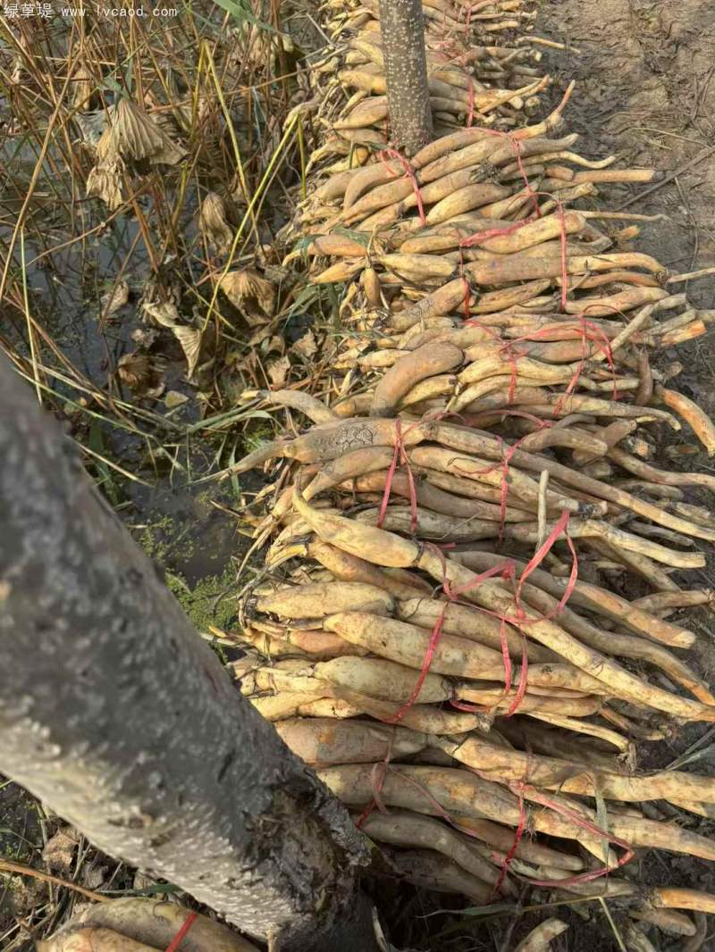 荷花苗荷花盆栽