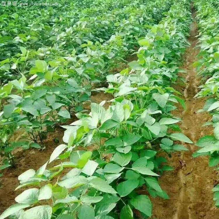 黑豆植株豆苗
