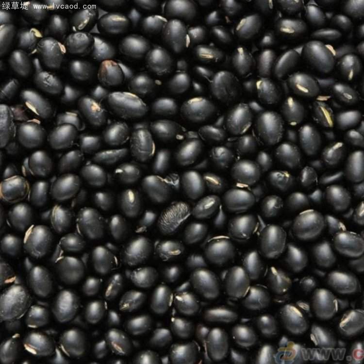 黑豆種子
