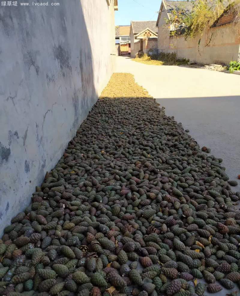 黑松種子外殼松塔