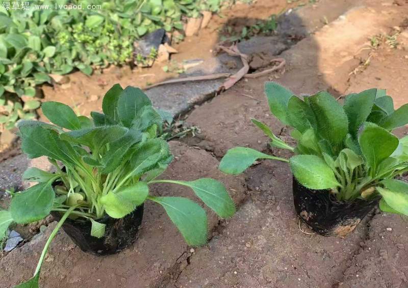 黑心菊盆栽杯苗