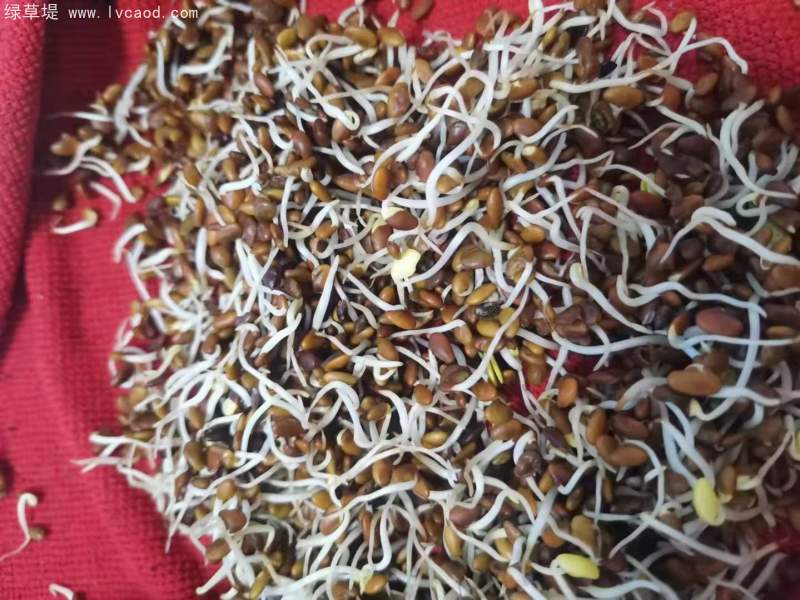 胡枝子種子發(fā)芽