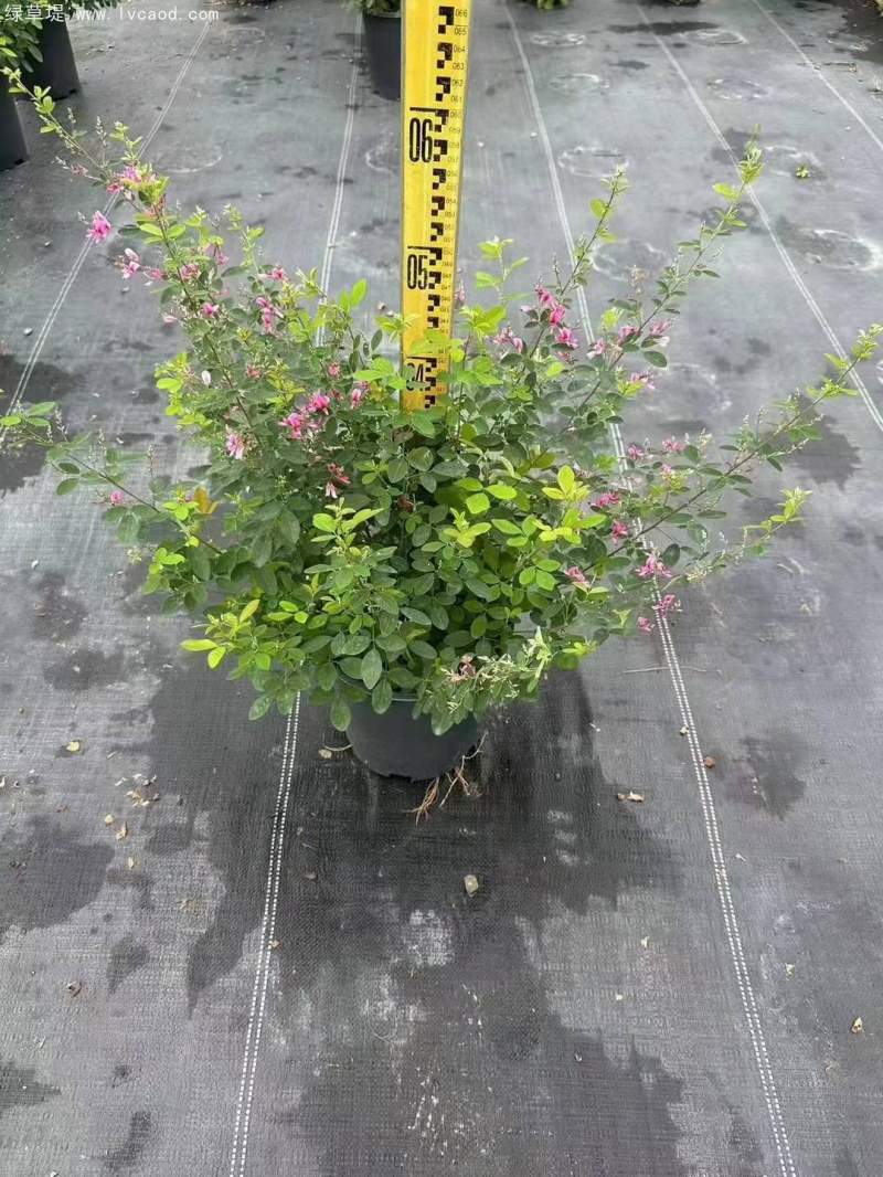 胡枝子盆栽