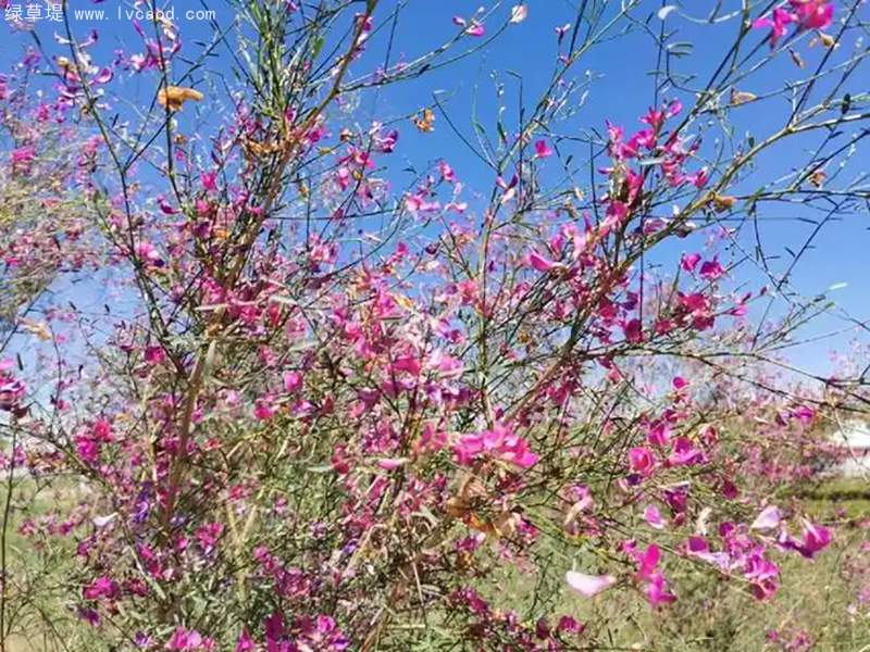 花棒花朵樹(shù)葉