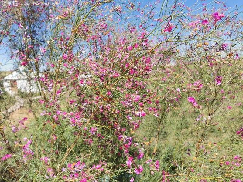 花棒花朵樹(shù)葉