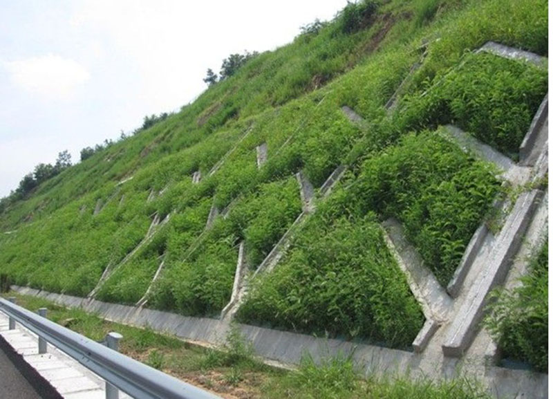 路邊植物邊坡防護(hù)植物