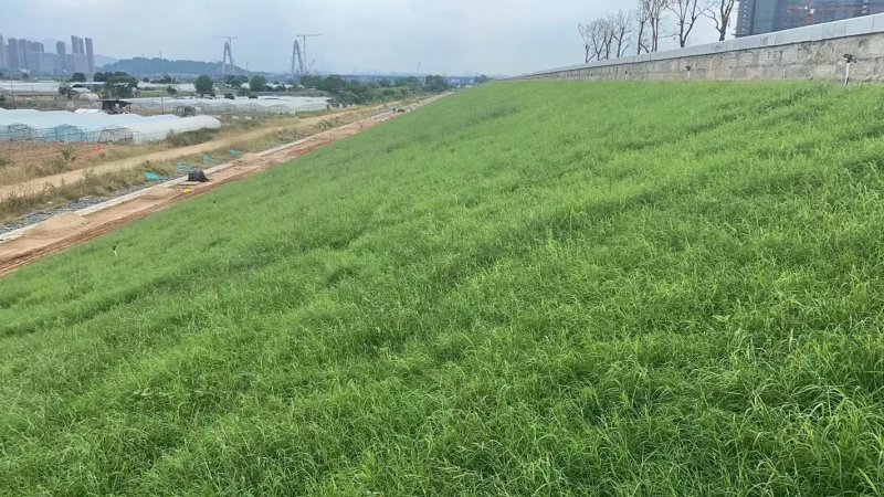 路邊植物邊坡防護(hù)植物公路鐵路河堤