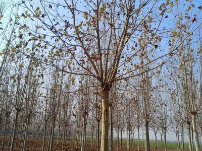 法桐樹高大落葉喬木行道樹