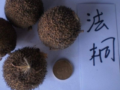 法桐種子