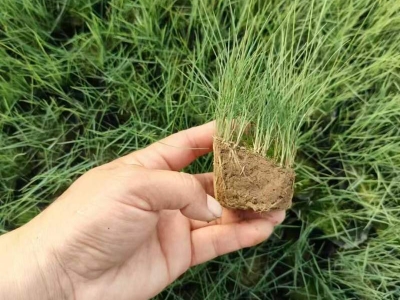 粉黛亂子草種子