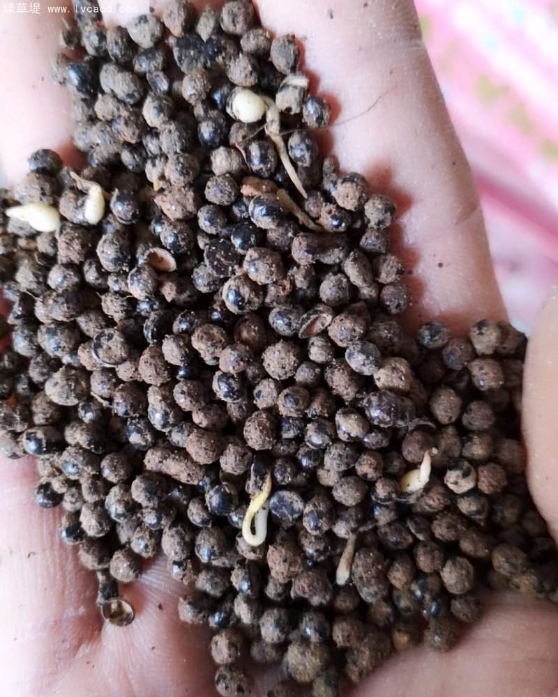 花椒樹種子