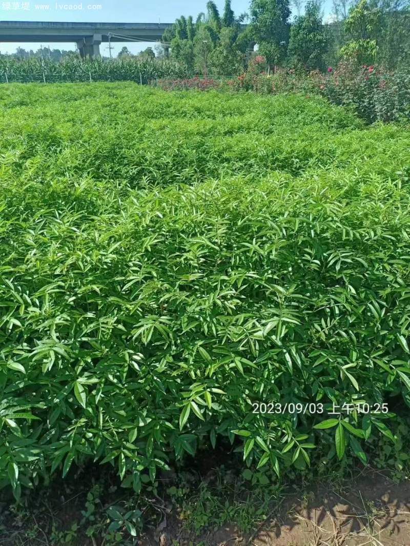 花椒苗花椒樹苗