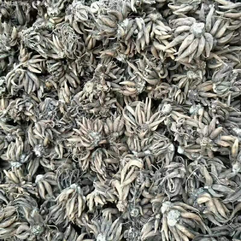 花毛茛種球種根