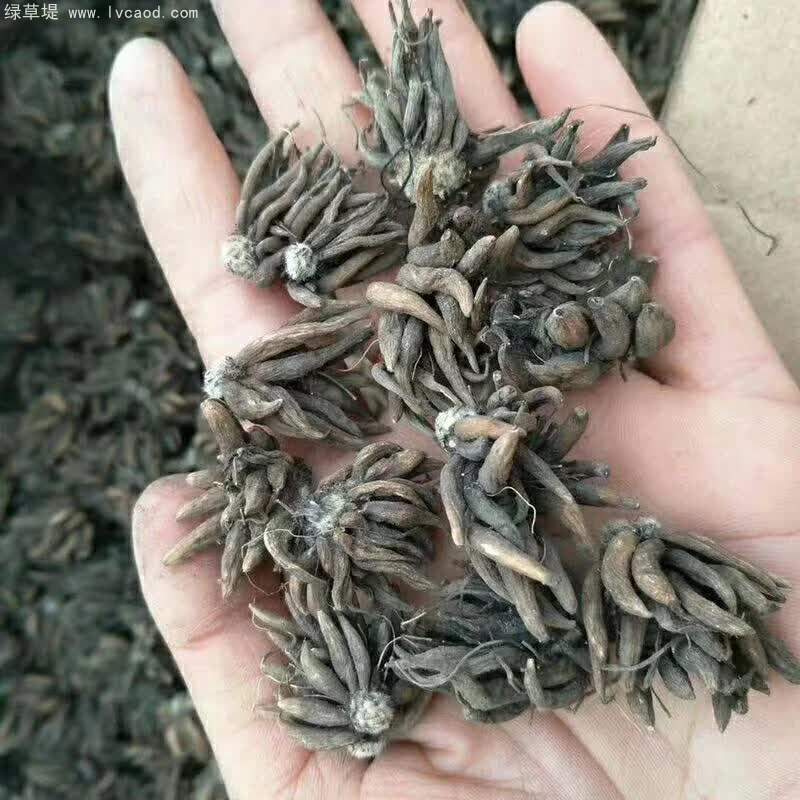 花毛茛種球種根