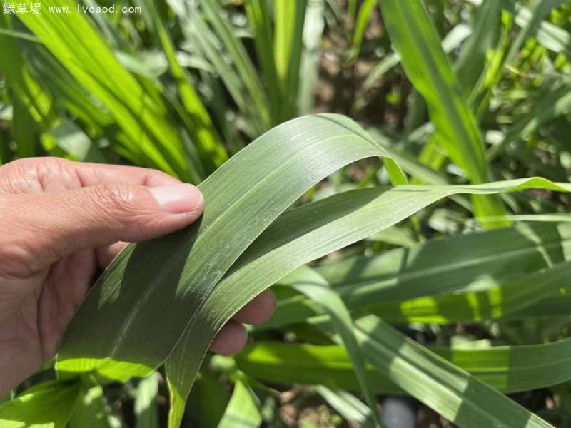 皇竹草葉片