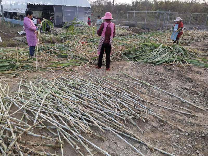 當(dāng)天現(xiàn)砍皇竹草種節(jié)