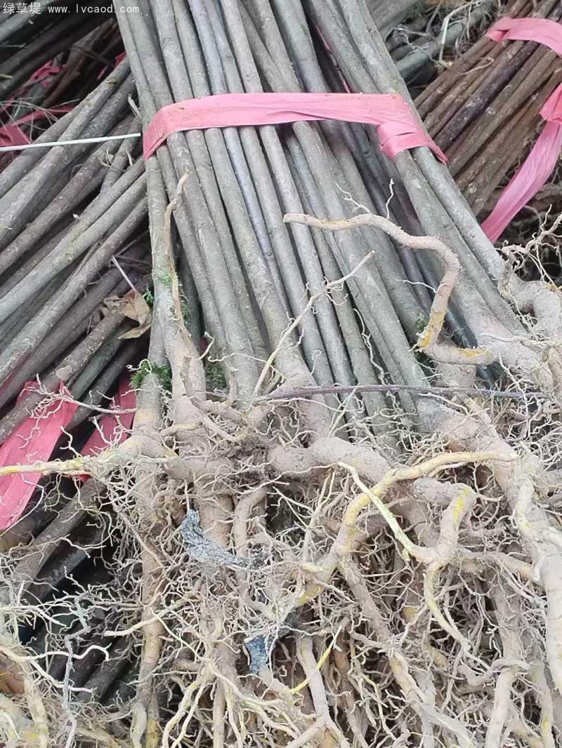 黃柏樹(shù)苗小苗