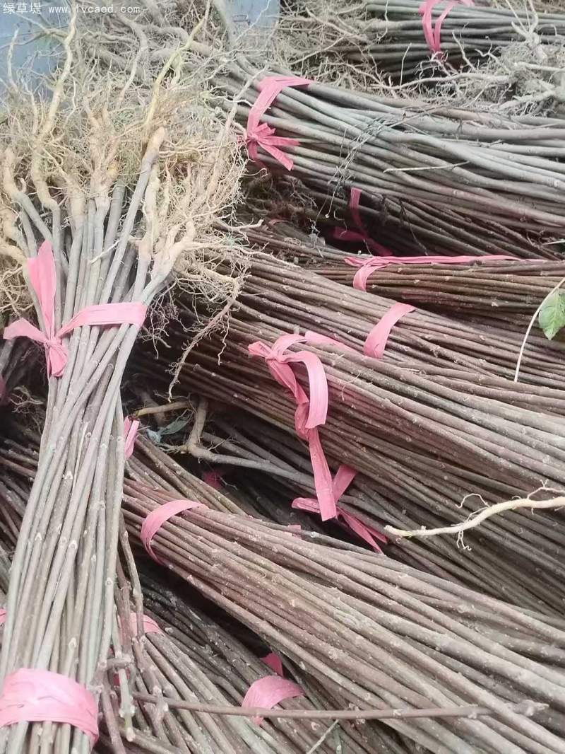 黃柏樹(shù)苗小苗