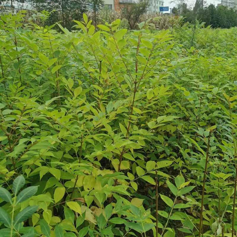 黃柏樹(shù)苗小苗