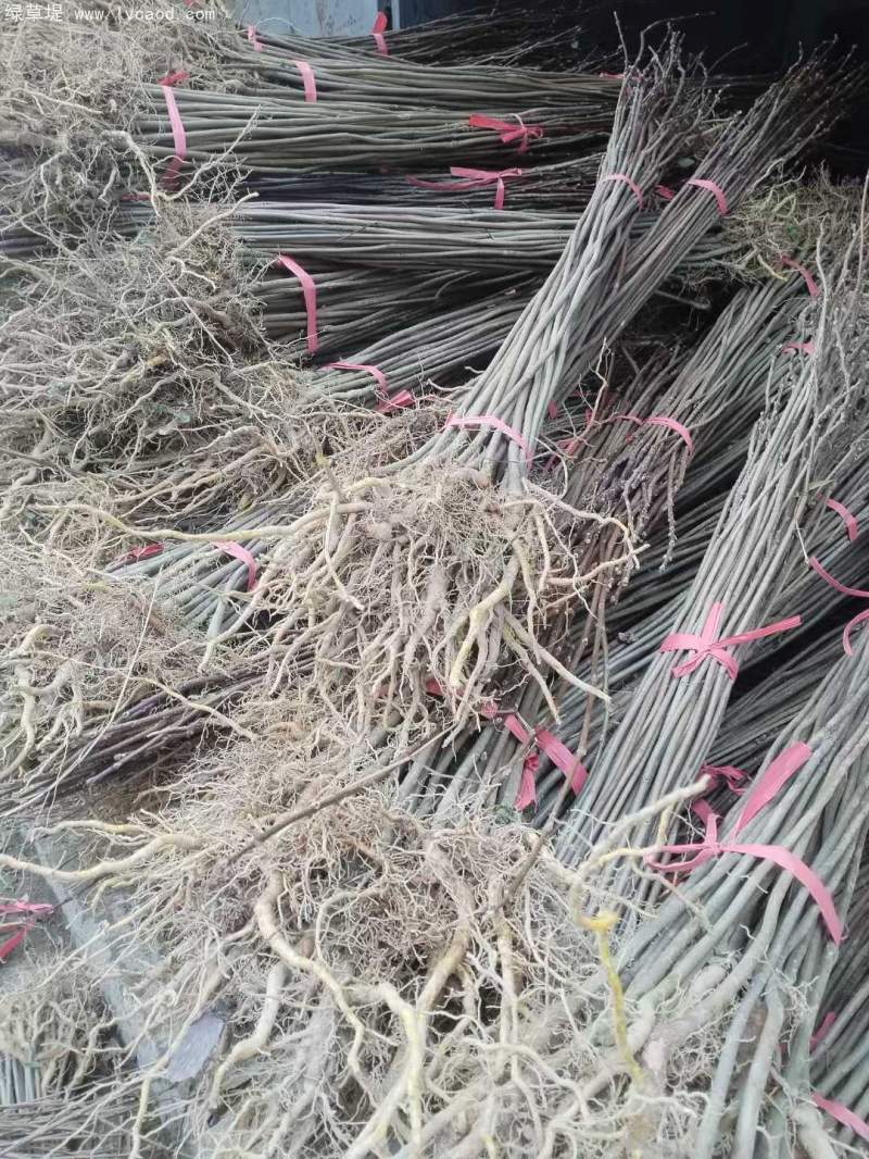 黃柏樹(shù)苗小苗