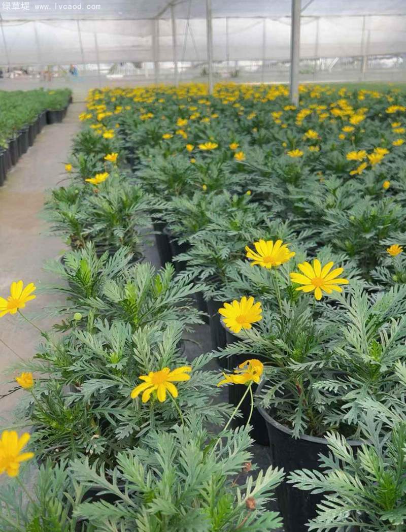 黃金菊盆栽杯苗