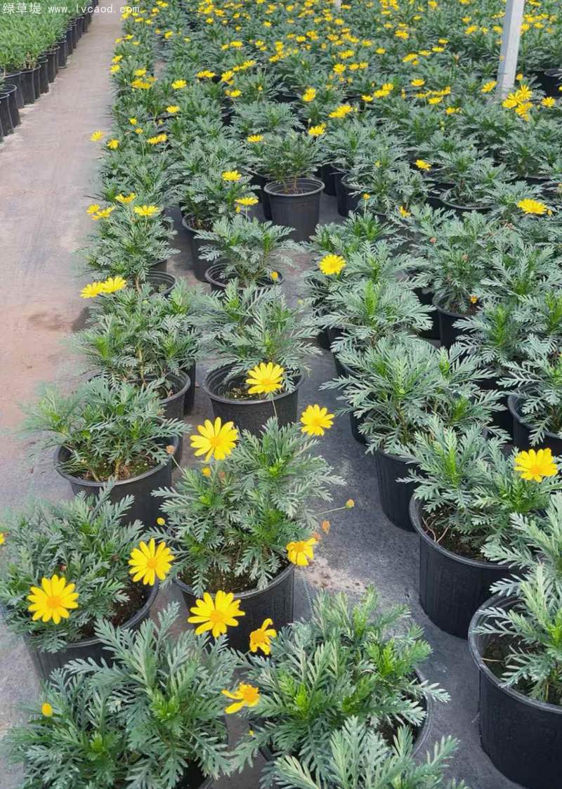 黃金菊盆栽杯苗