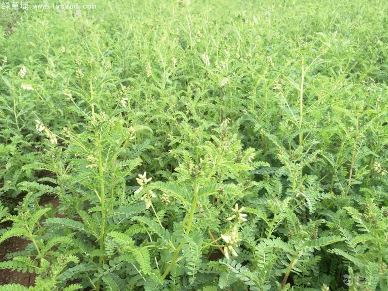 黃芪全株植物植株