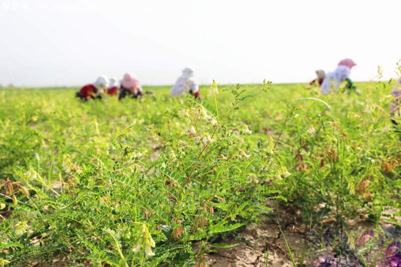 黃芪藥材種植基地