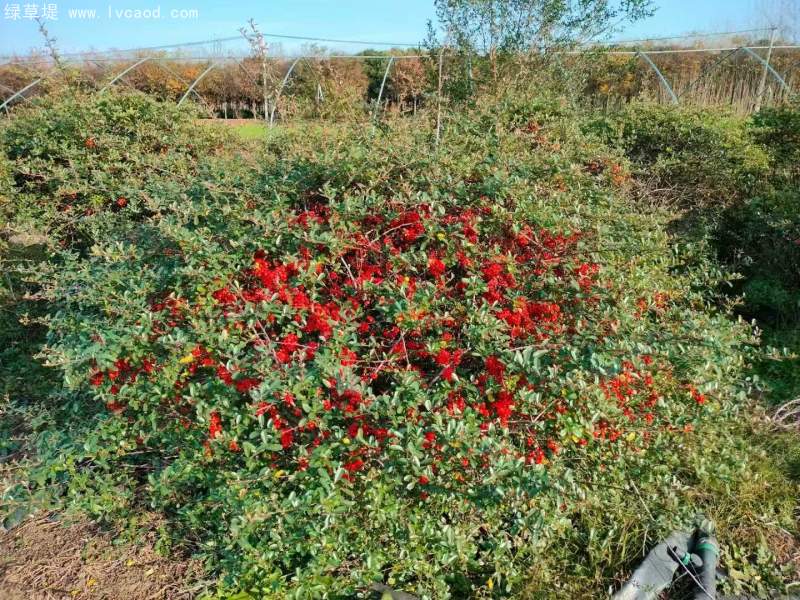 火棘小苗樹苗