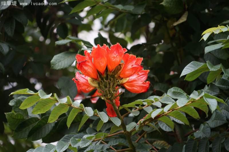 火焰木花朵
