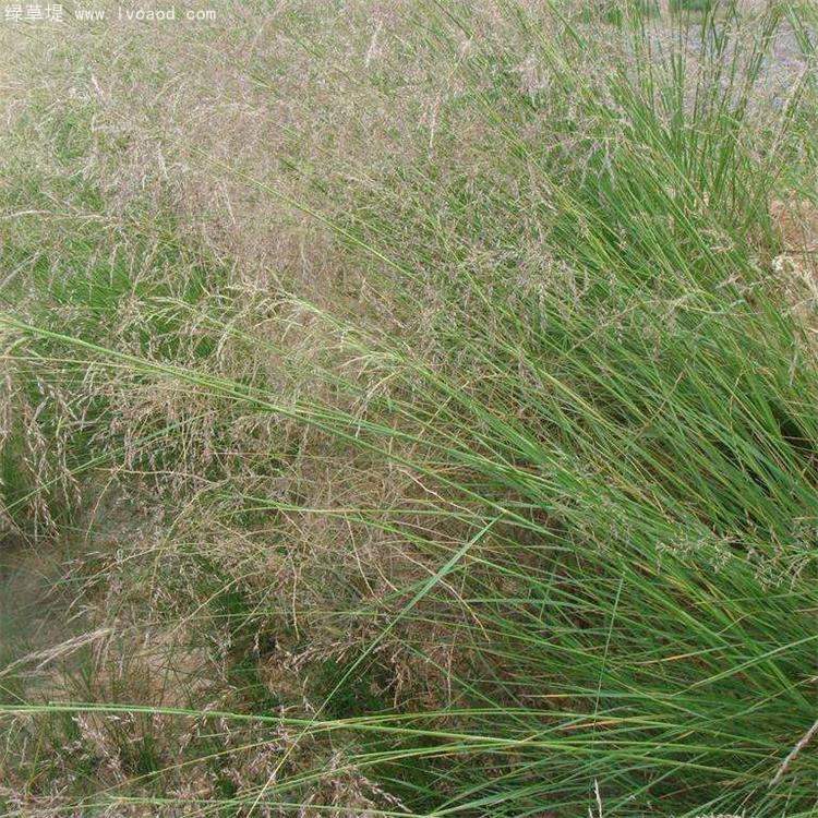 芨芨草葉子植株