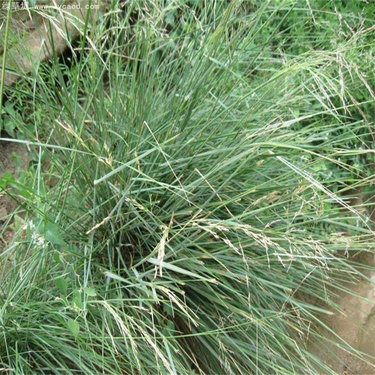 芨芨草葉子植株