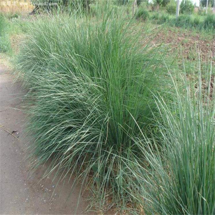 芨芨草葉子植株