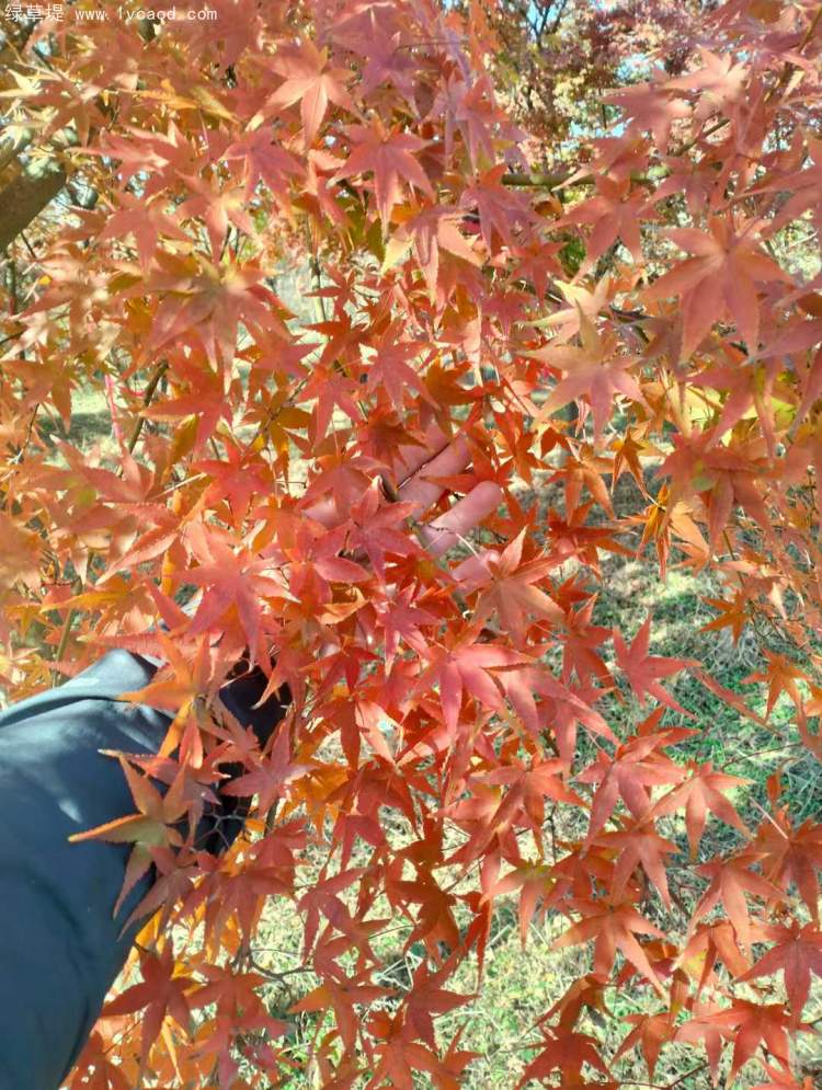 雞爪槭樹(shù)葉秋冬季變色