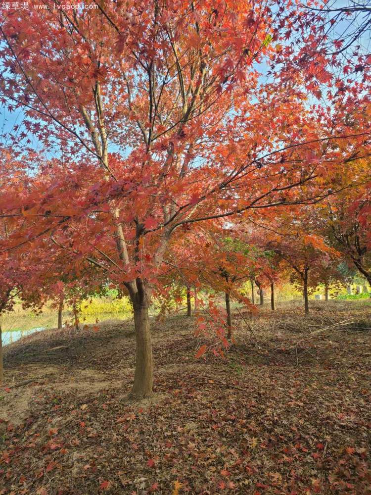 雞爪槭樹(shù)葉秋冬季變色
