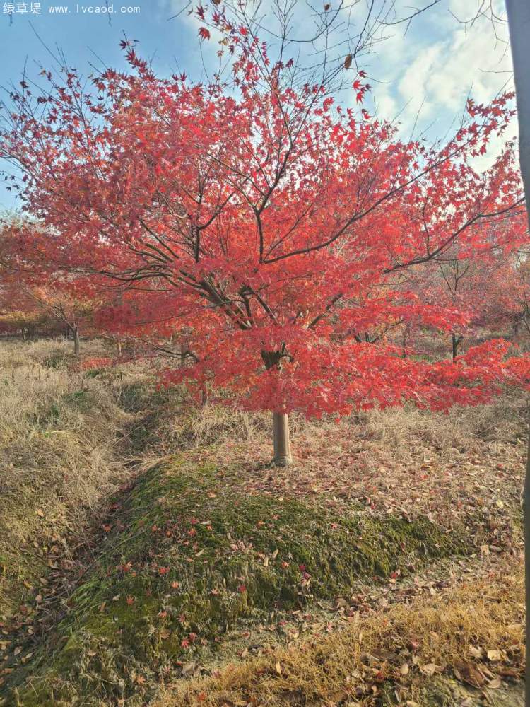 雞爪槭樹(shù)葉秋冬季變色